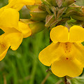 Plant.