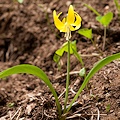 Plant.