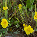 Plant.