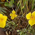 Plant.