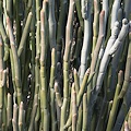 Plant.