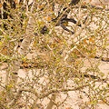 Plant.