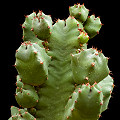 Plant.