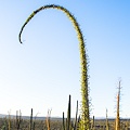 Plant.
