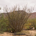Plant.