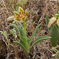 Plant.