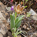 Plant.