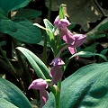 Plant.