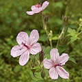 Plant.