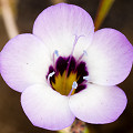 Plant.