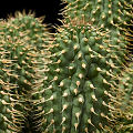 Plant.