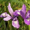 Plant.