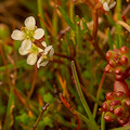 plant.