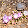 plant.