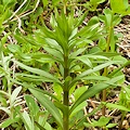 Plant.