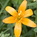 Plant.
