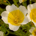 Plant.