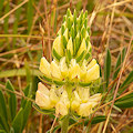 Plant.