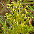 Hawai'i Co., Hawai'i.