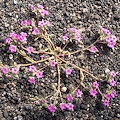 Plant.