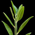 Plant.