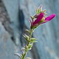 Plant.