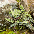 Plant.