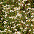 Plant.