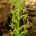 Plant.