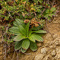 Plant.