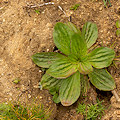 Plant.