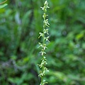 Plant.