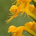 Plant.