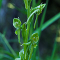 Plant.