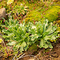 Plant.
