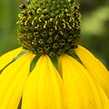 Plant.