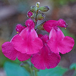 Plant.