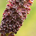 Plant.