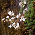 Plant.