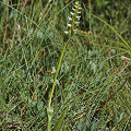 Plant.