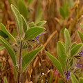 Plant.
