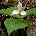 Linn Co., OR.