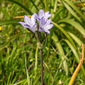 Plant.