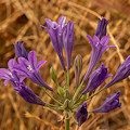 Plant.