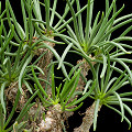 Plant.