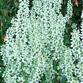 Plant.