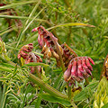 Plant.