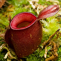 A closer view of a red pitcher.