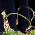 A small plant, suitable for terraria.