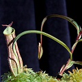 Nepenthes gracilis